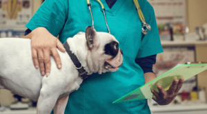 Ohio Pet Vet Dog Post Surgery