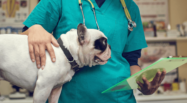Ohio Pet Vet Dog Post Surgery